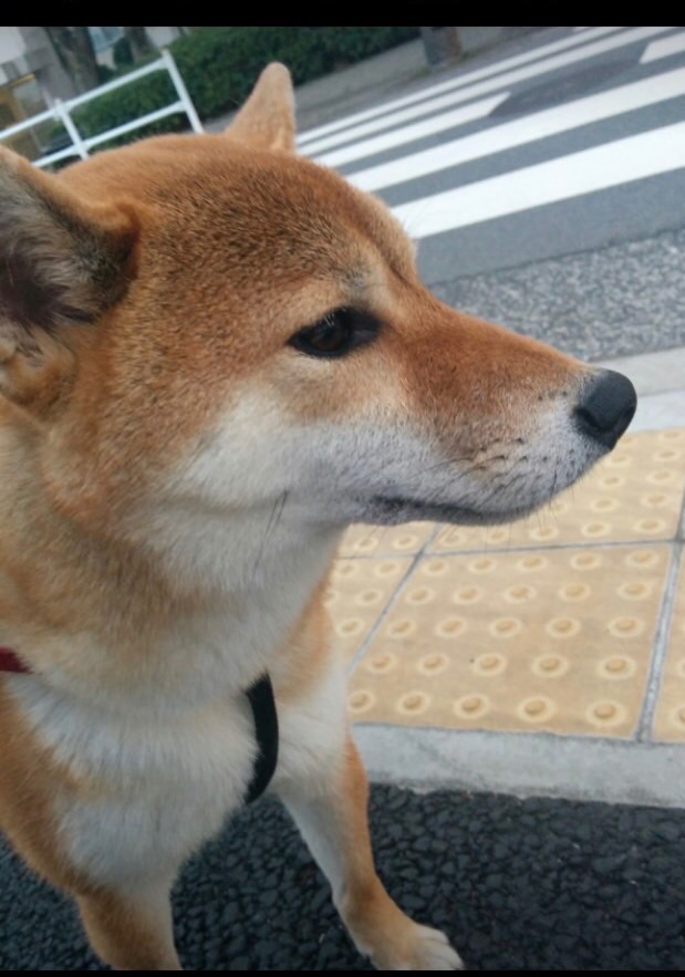 『watta家の愛犬』