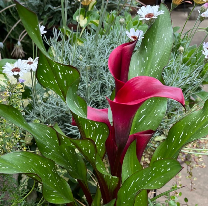 『魅惑の花カリフォルニアカラー（トーキョー）』