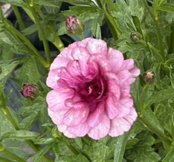 『春、待ったなし！』