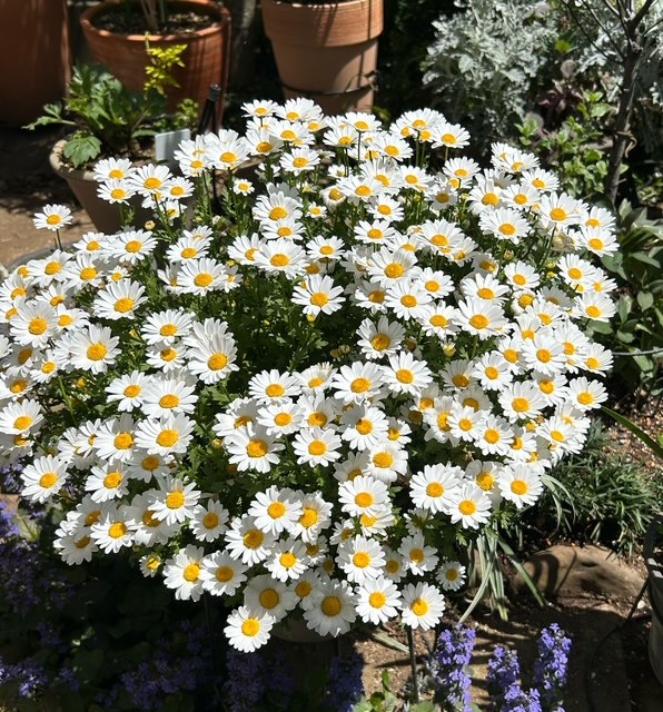 『２０２６年４月の庭』