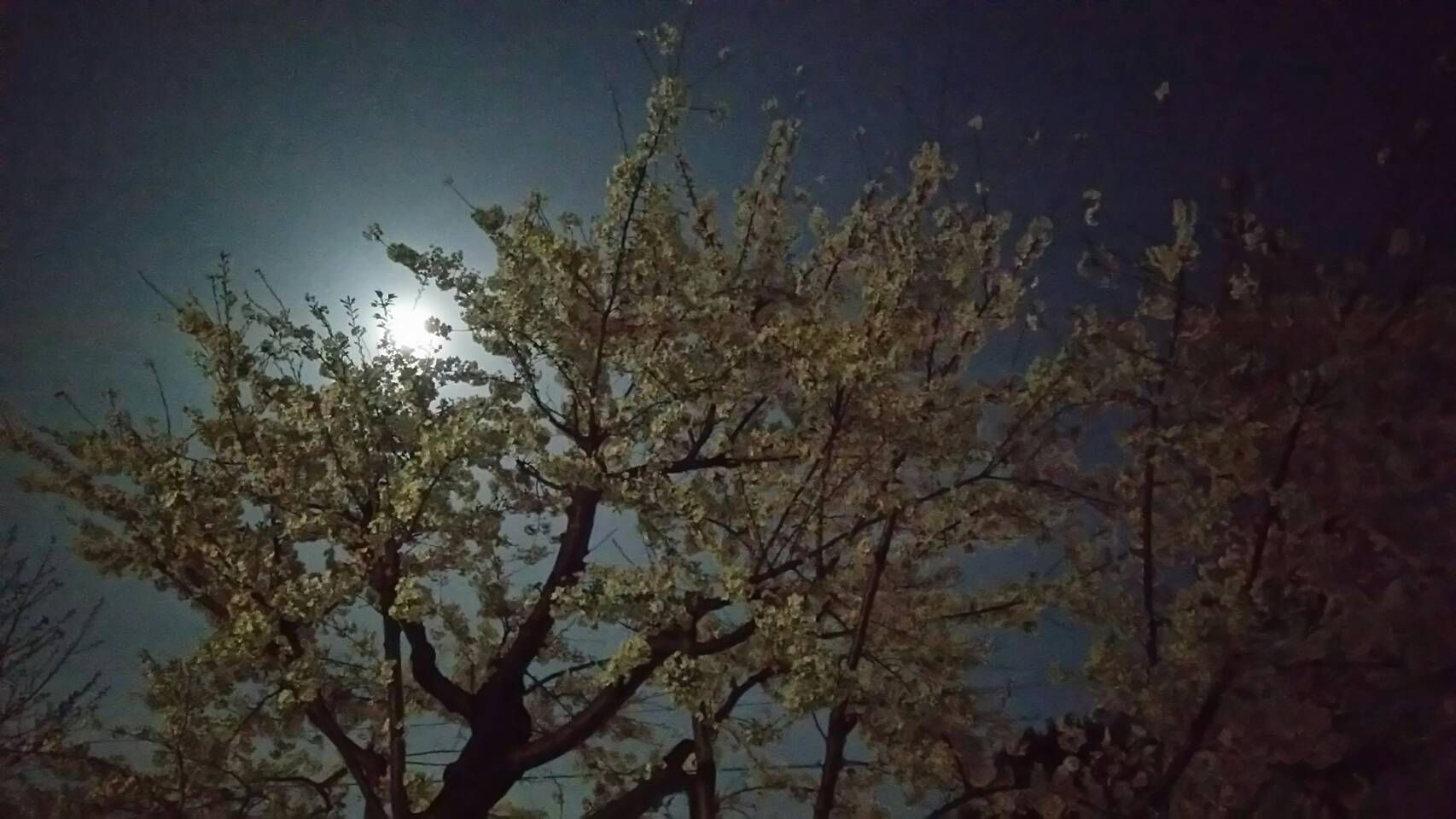 『桜、毎年ありがとう』